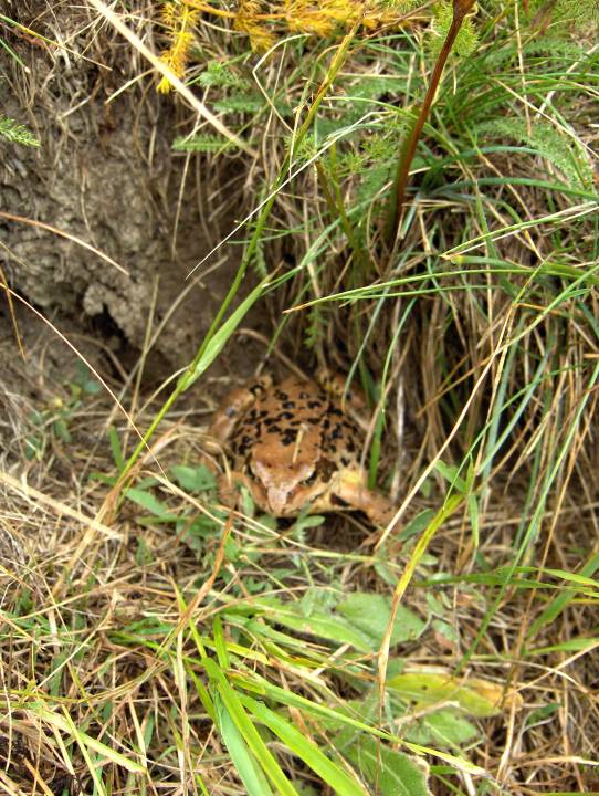 une grenouille se cache dans les herbes 